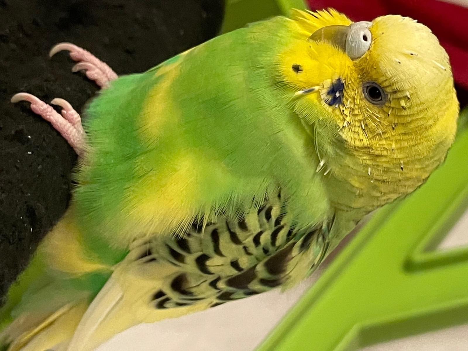 しーしーちゃん