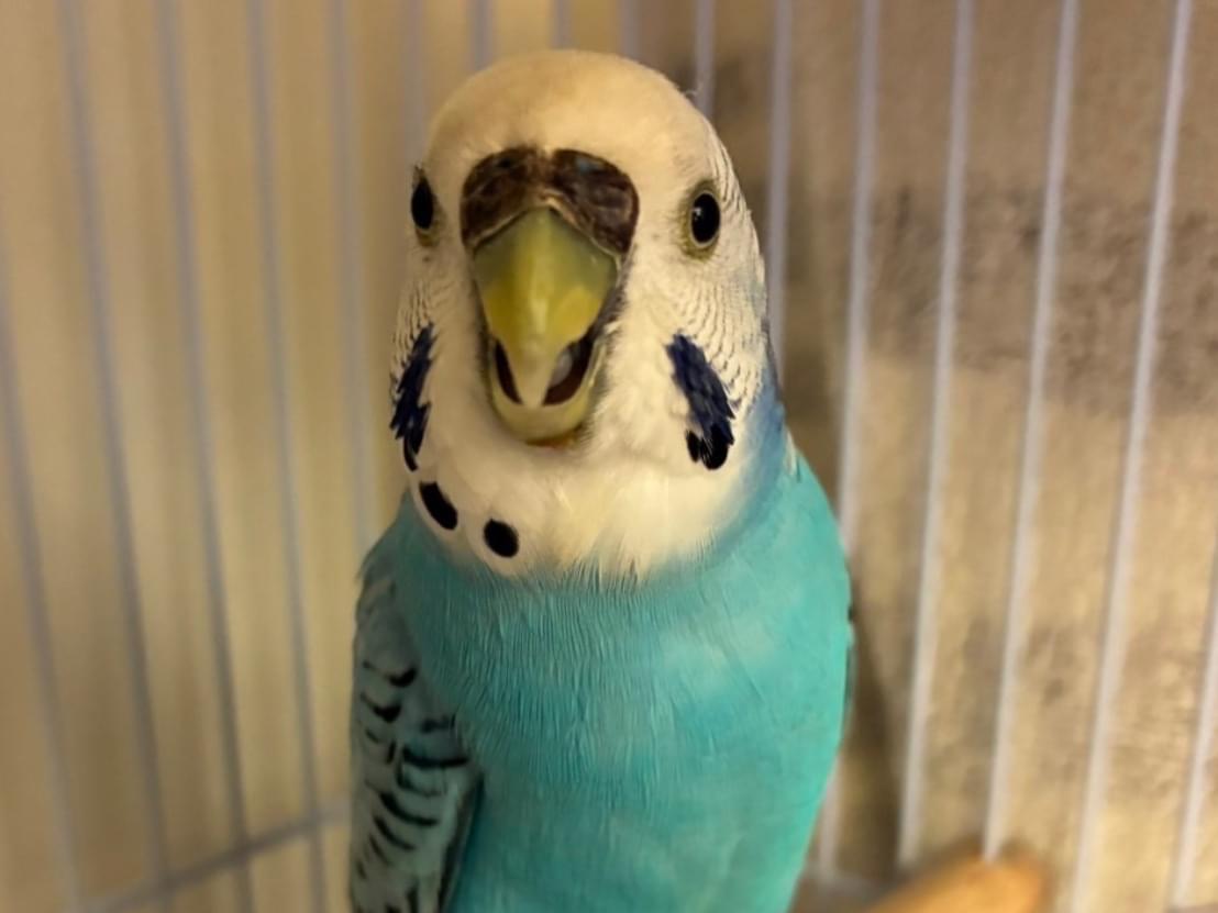 保護された鳥 保護された鳥