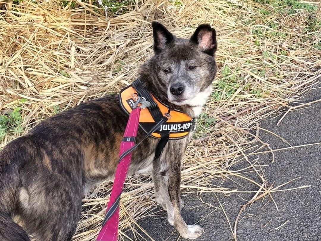 カイちゃん カイちゃん