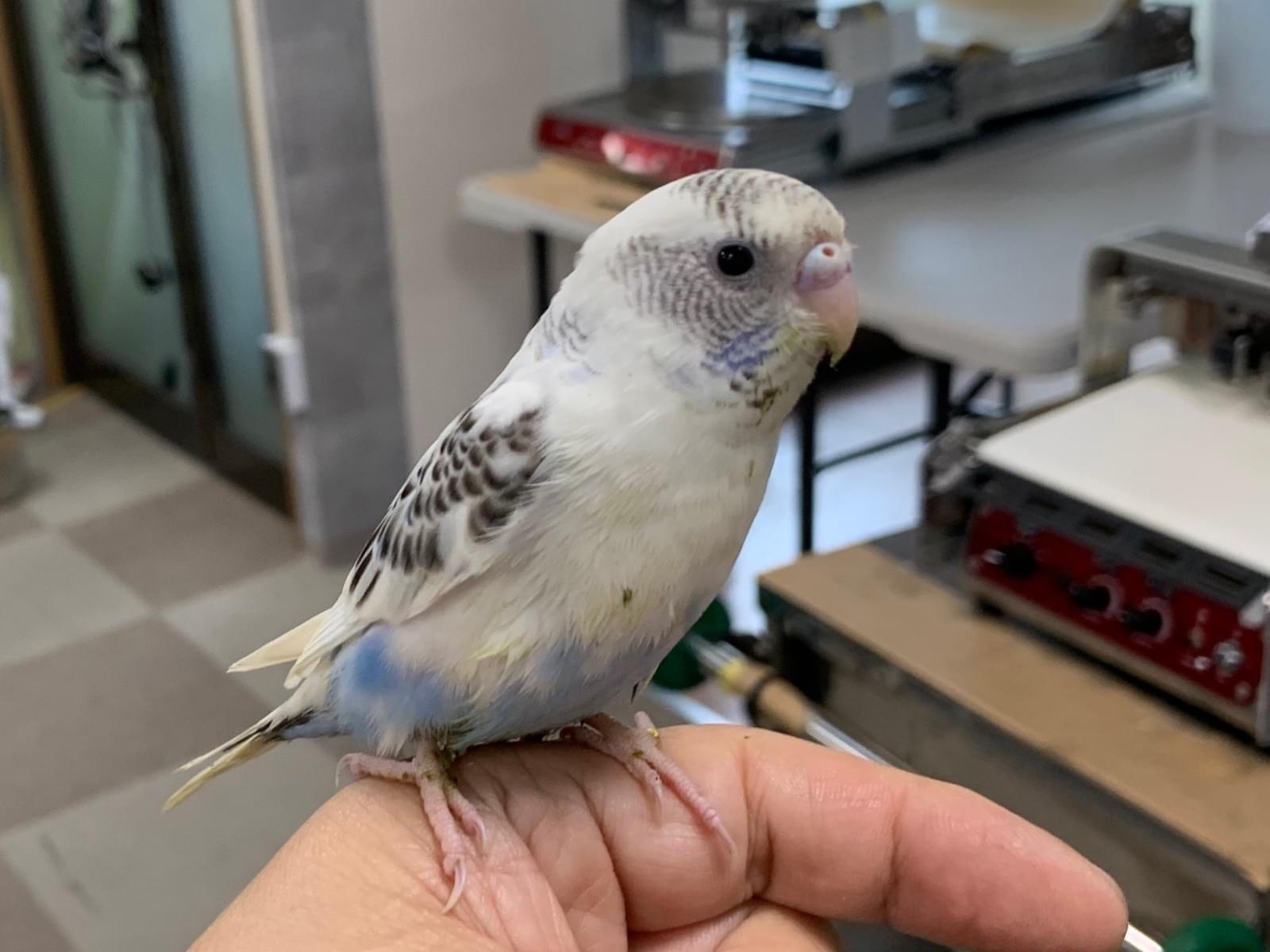 保護された鳥 保護された鳥