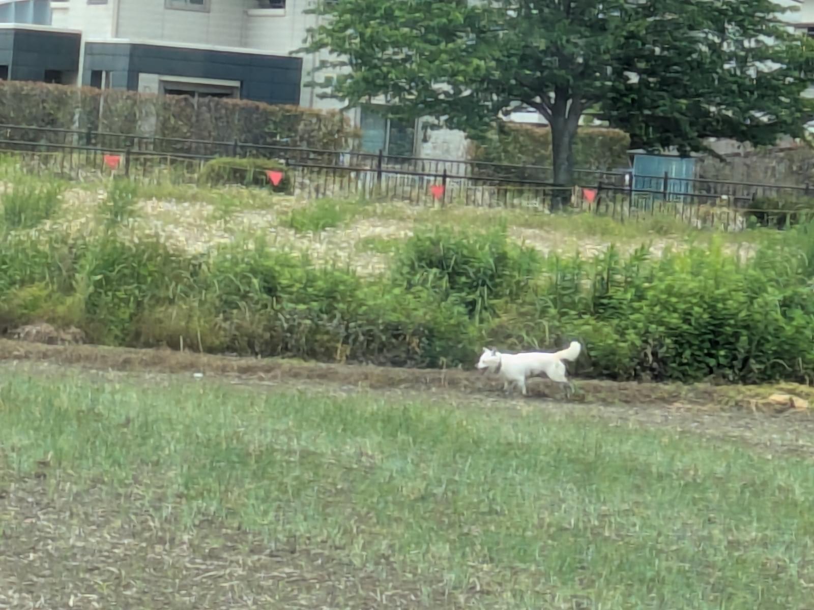 目撃された犬 目撃された犬