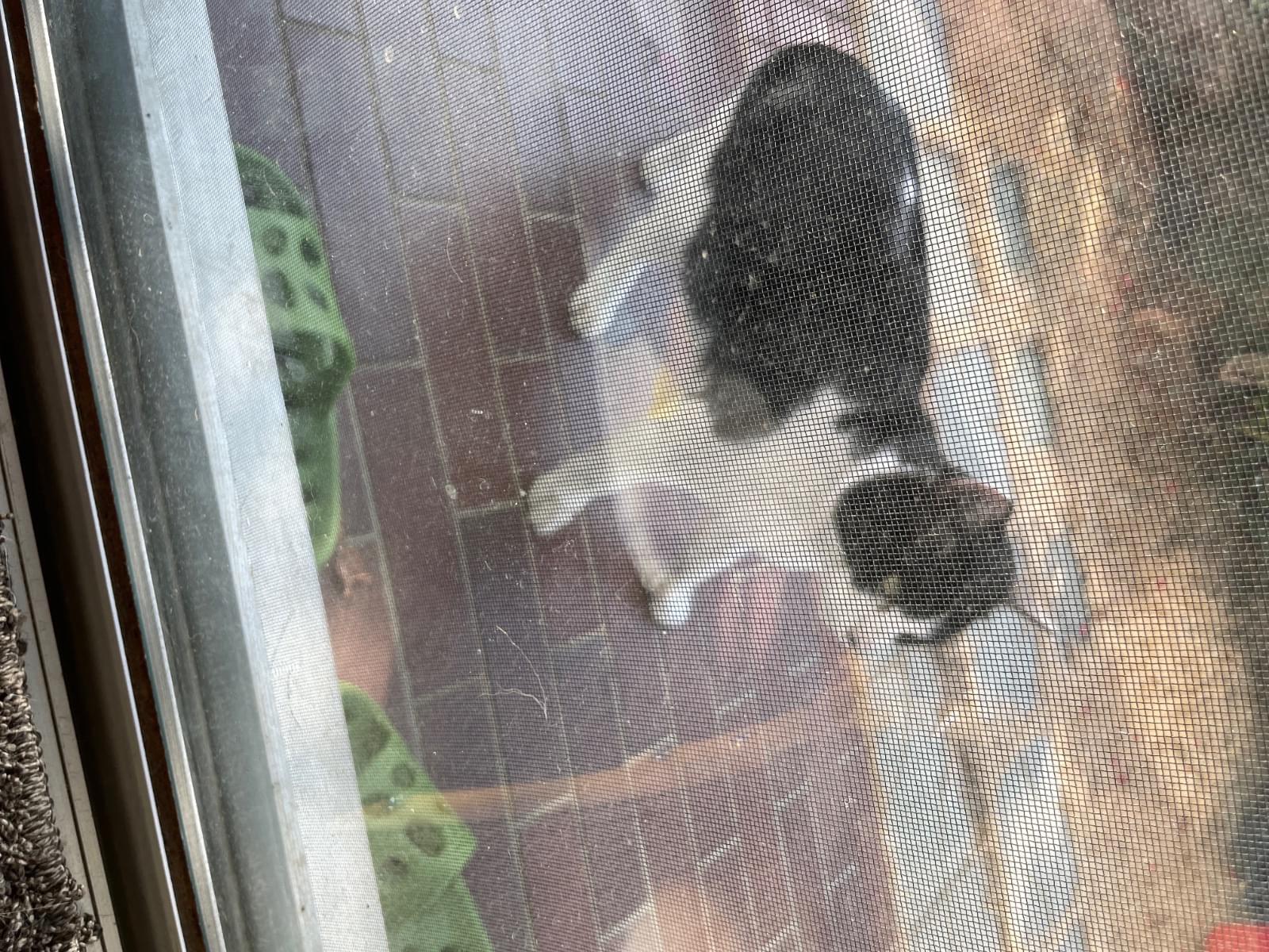 目撃された猫 目撃された猫