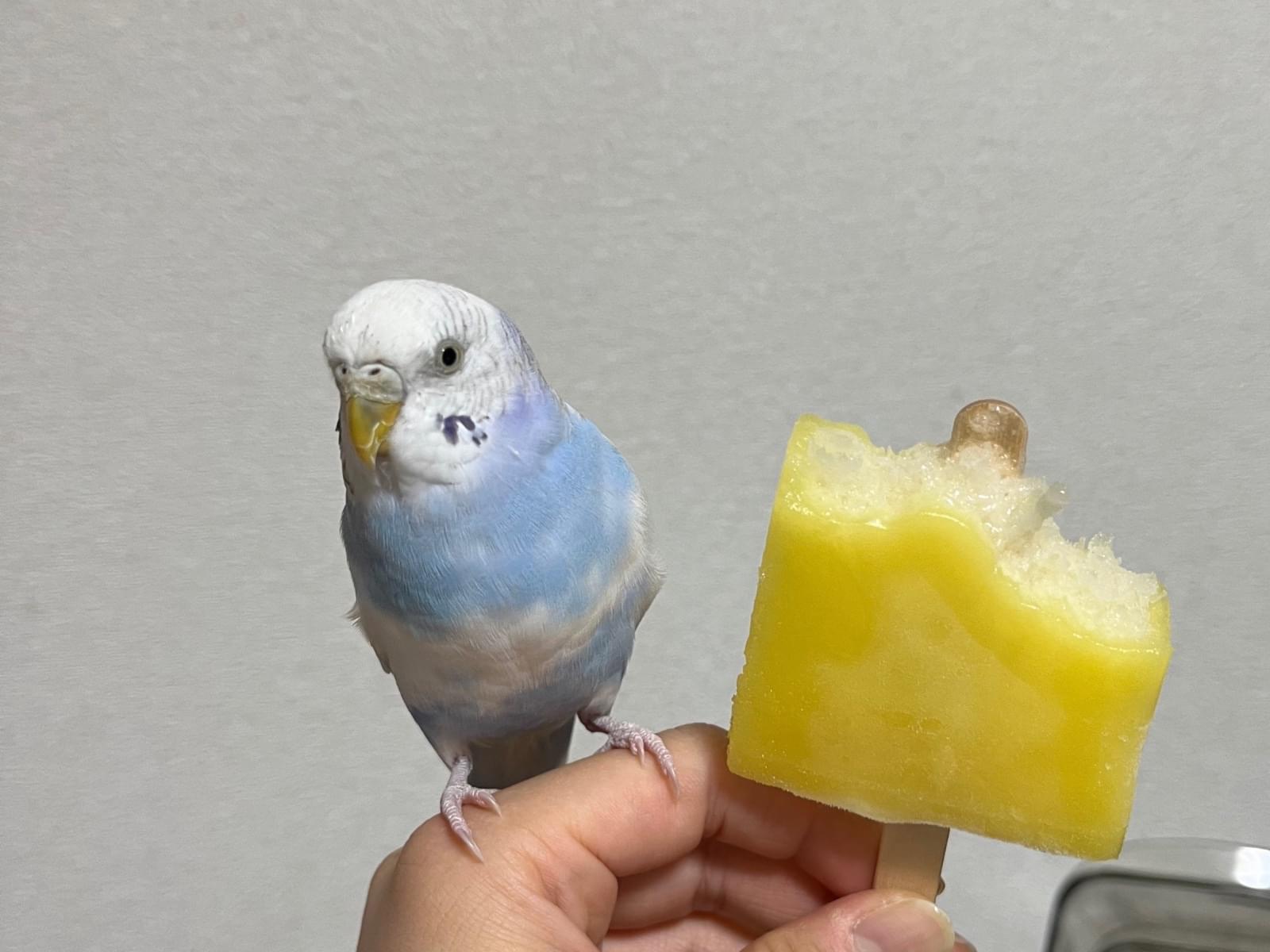 ぴーよちゃん ぴーよちゃん