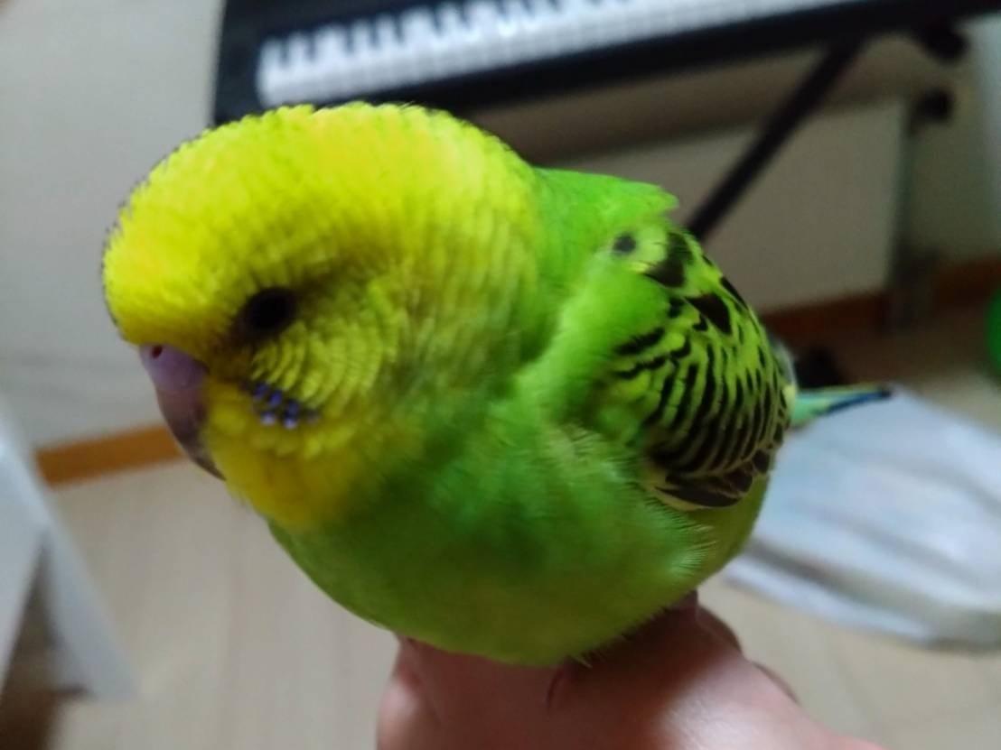 ピーちゃん ピーちゃん