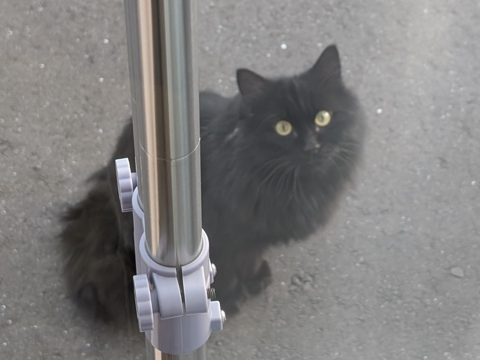 目撃された猫 目撃された猫