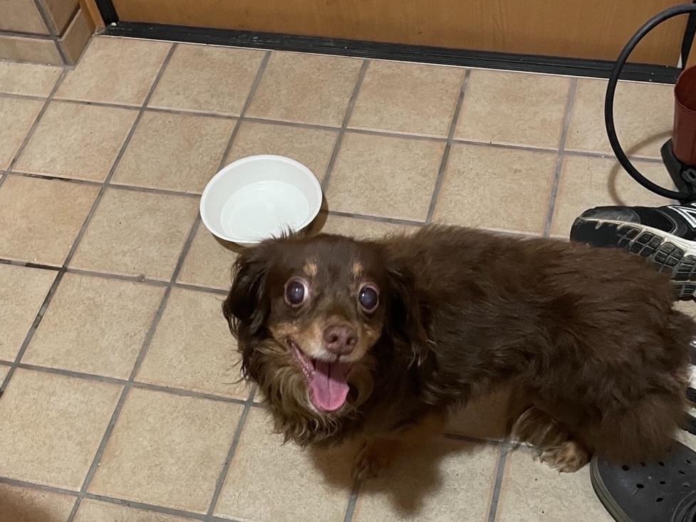 保護された犬 保護された犬