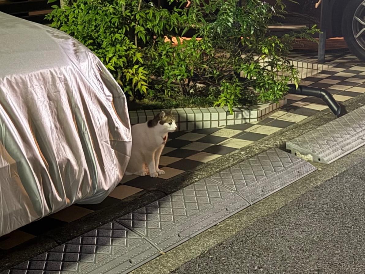 目撃された猫 目撃された猫