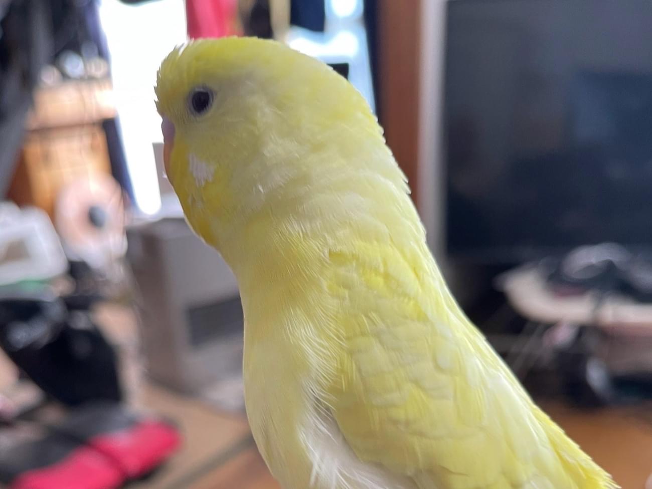 キロちゃん