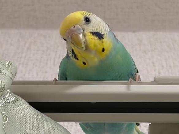 ラムネちゃん