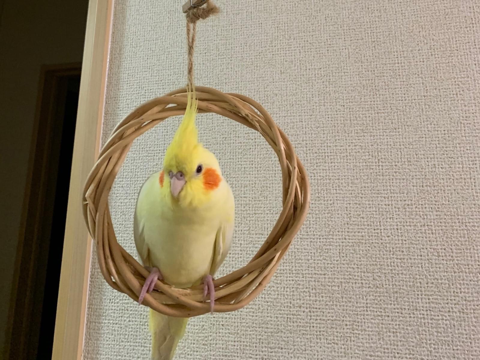 れもんちゃん れもんちゃん