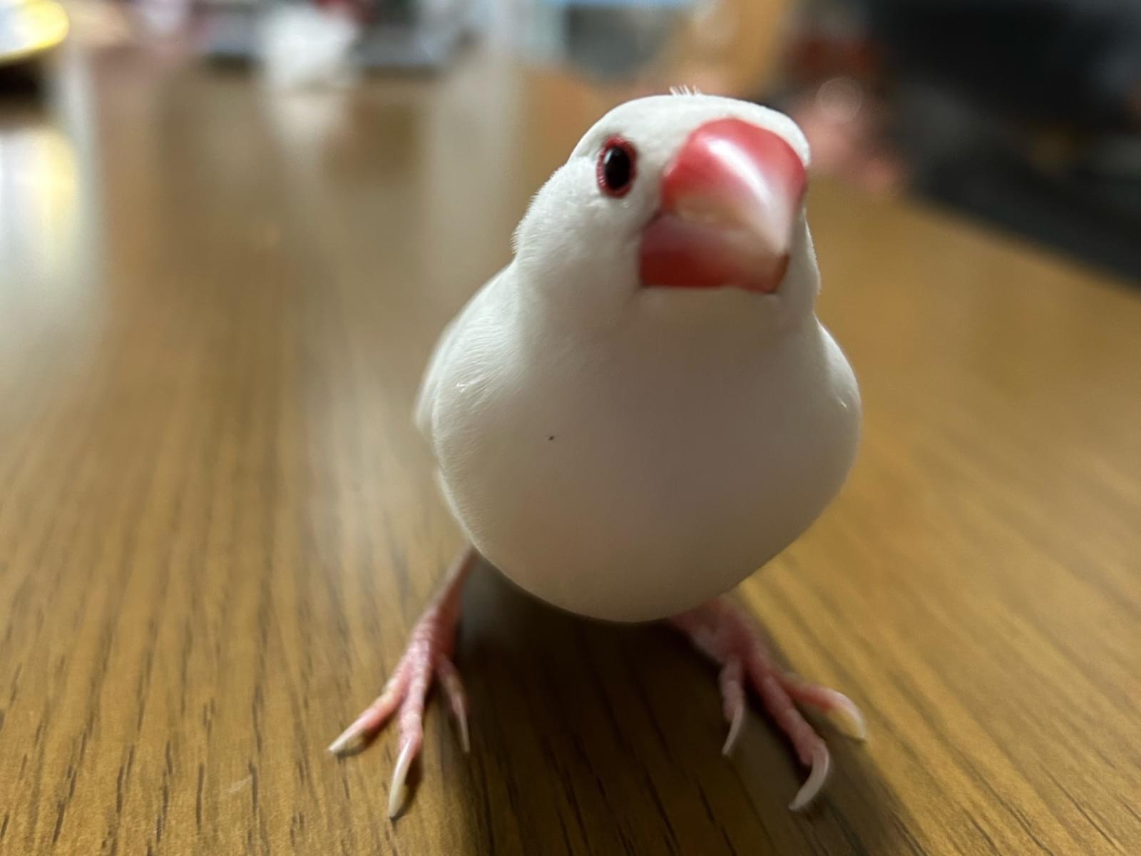 ルルちゃん ルルちゃん