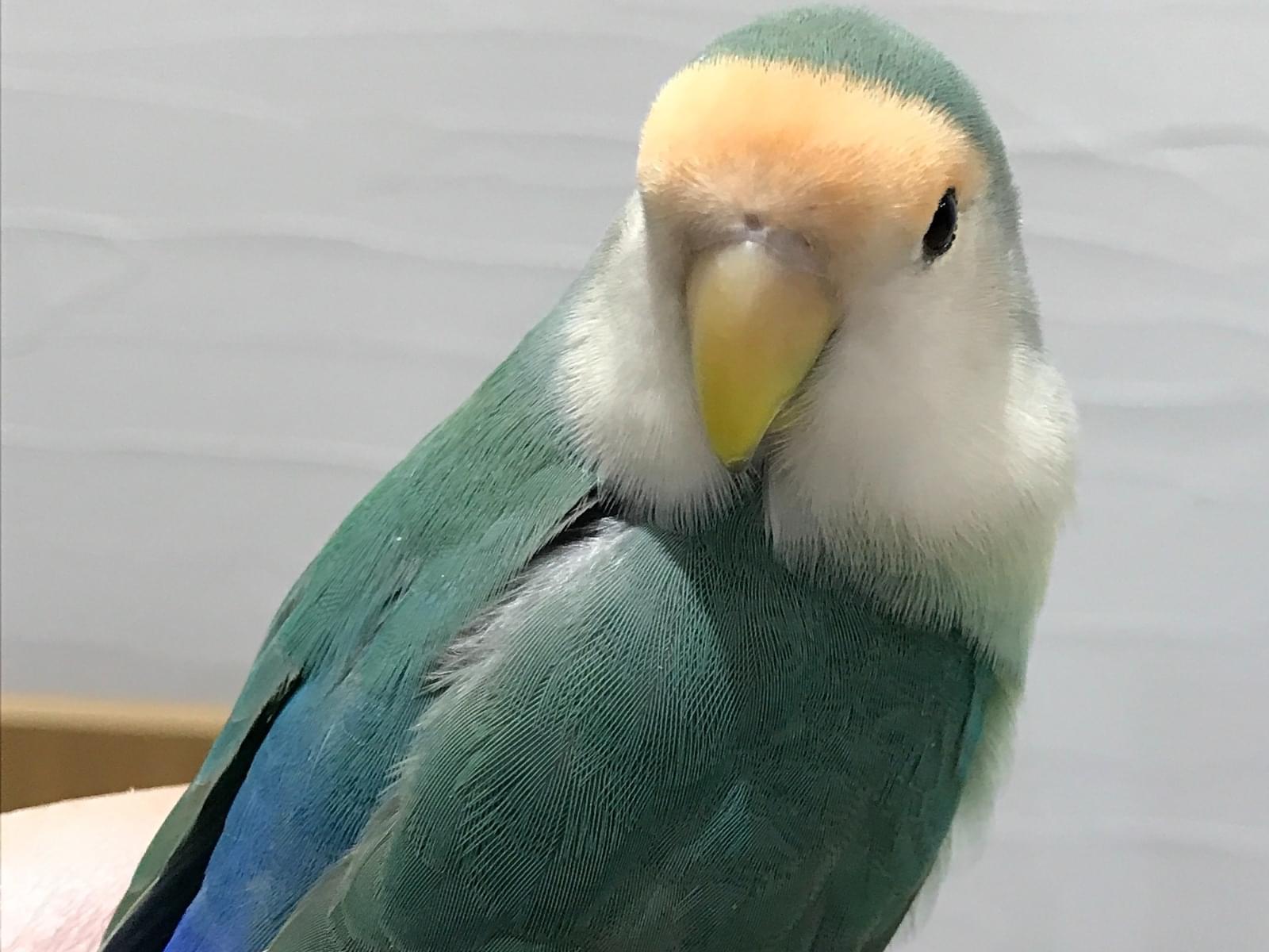 ナナオちゃん ナナオちゃん