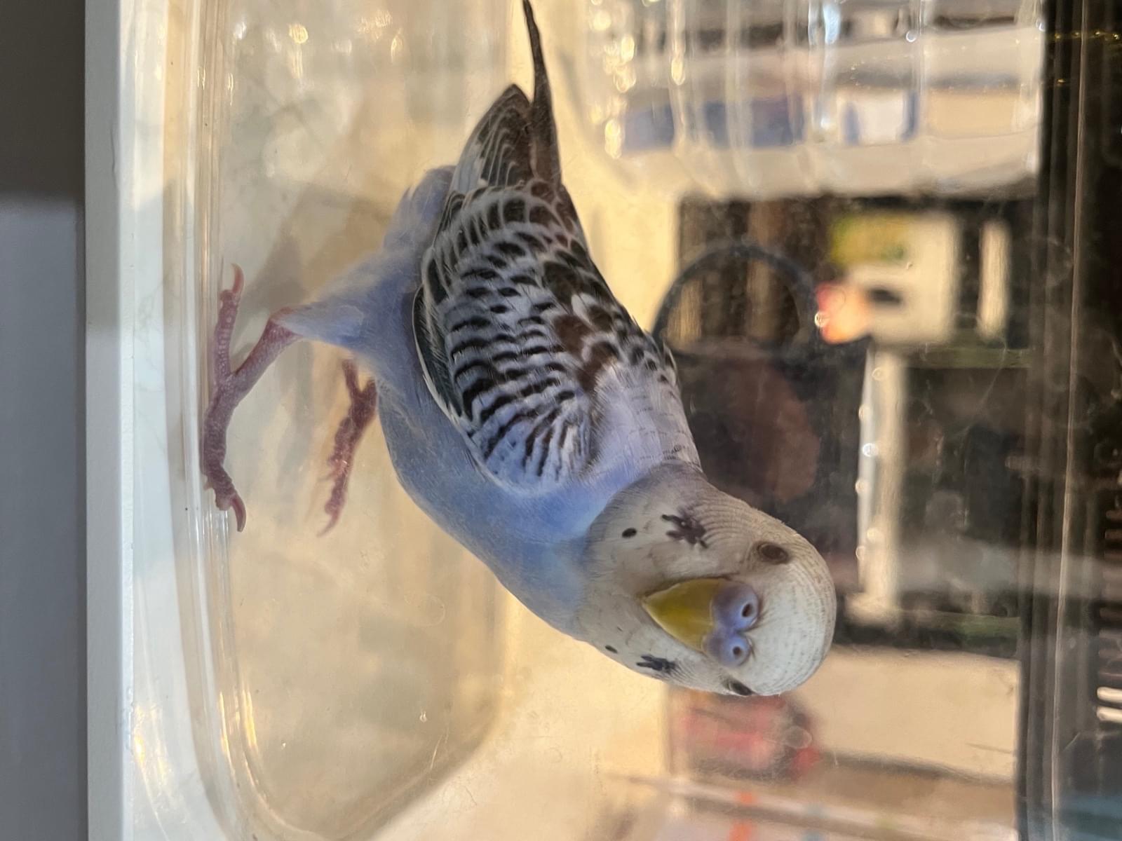 保護された鳥 保護された鳥
