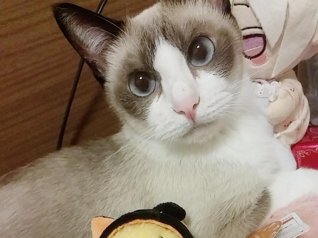 ノエルちゃん ノエルちゃん