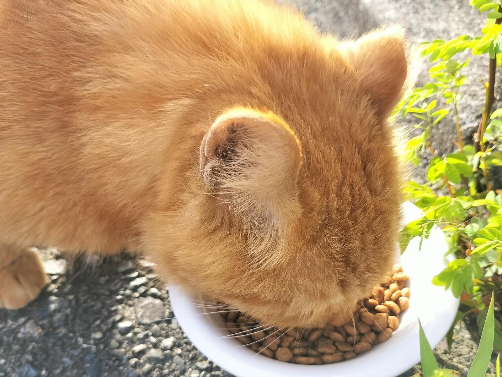 目撃された猫