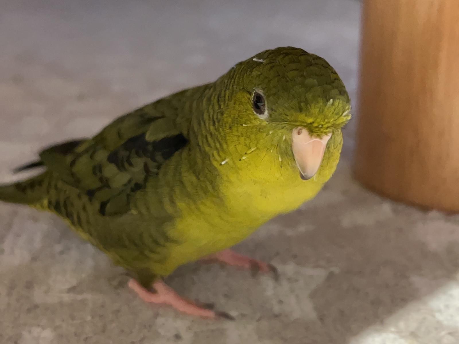 おーちゃん おーちゃん