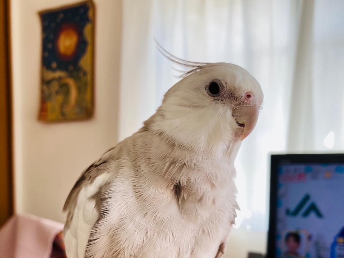 じゃこてんちゃん じゃこてんちゃん