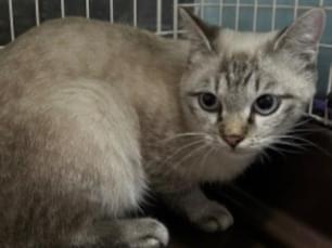 保護された猫 保護された猫