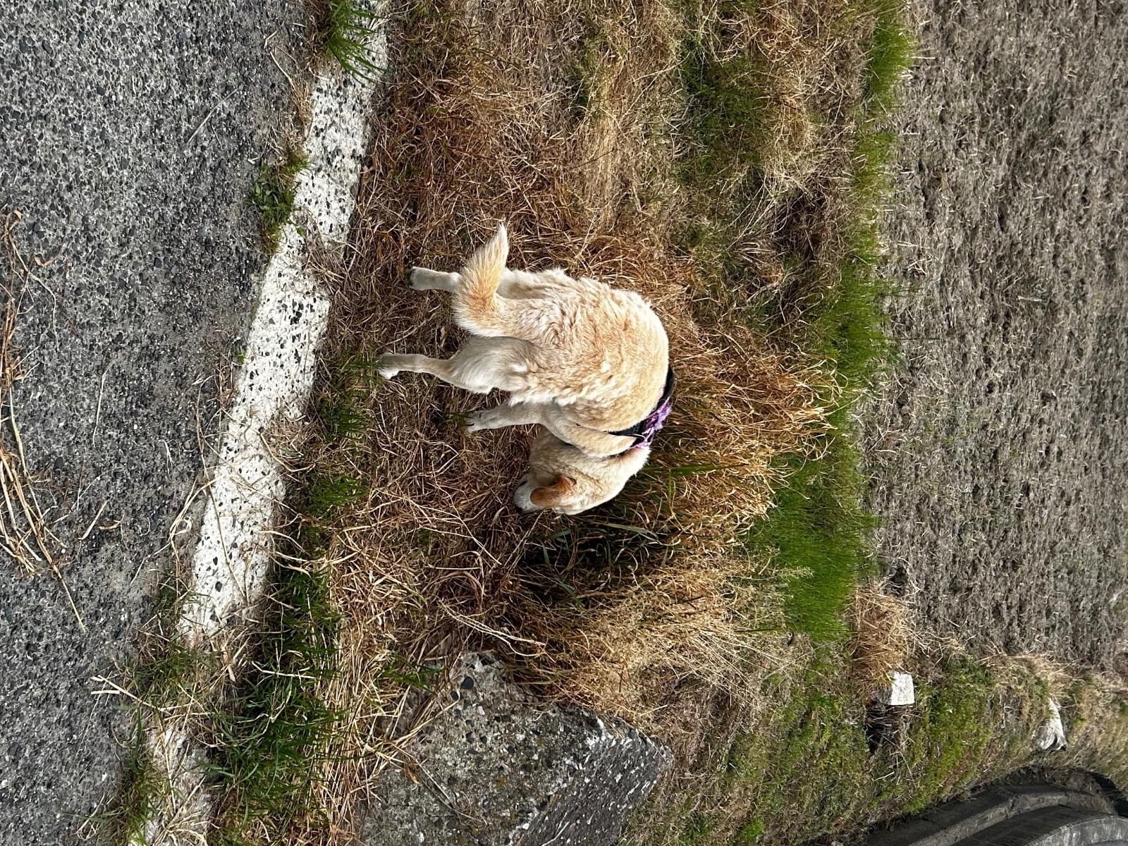 目撃された犬 目撃された犬