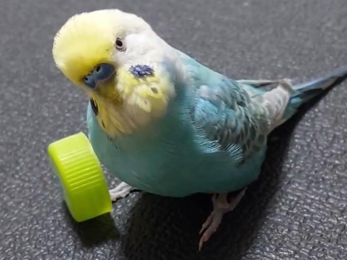 ルルちゃん ルルちゃん
