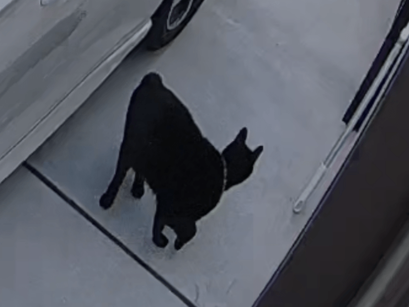目撃された猫 目撃された猫