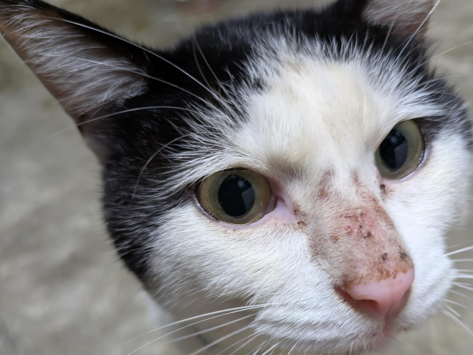 目撃された猫 目撃された猫