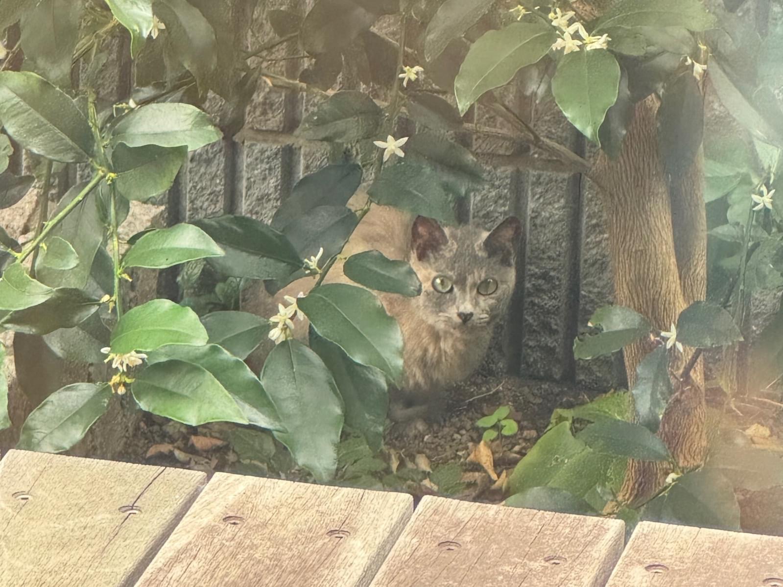 目撃された猫 目撃された猫