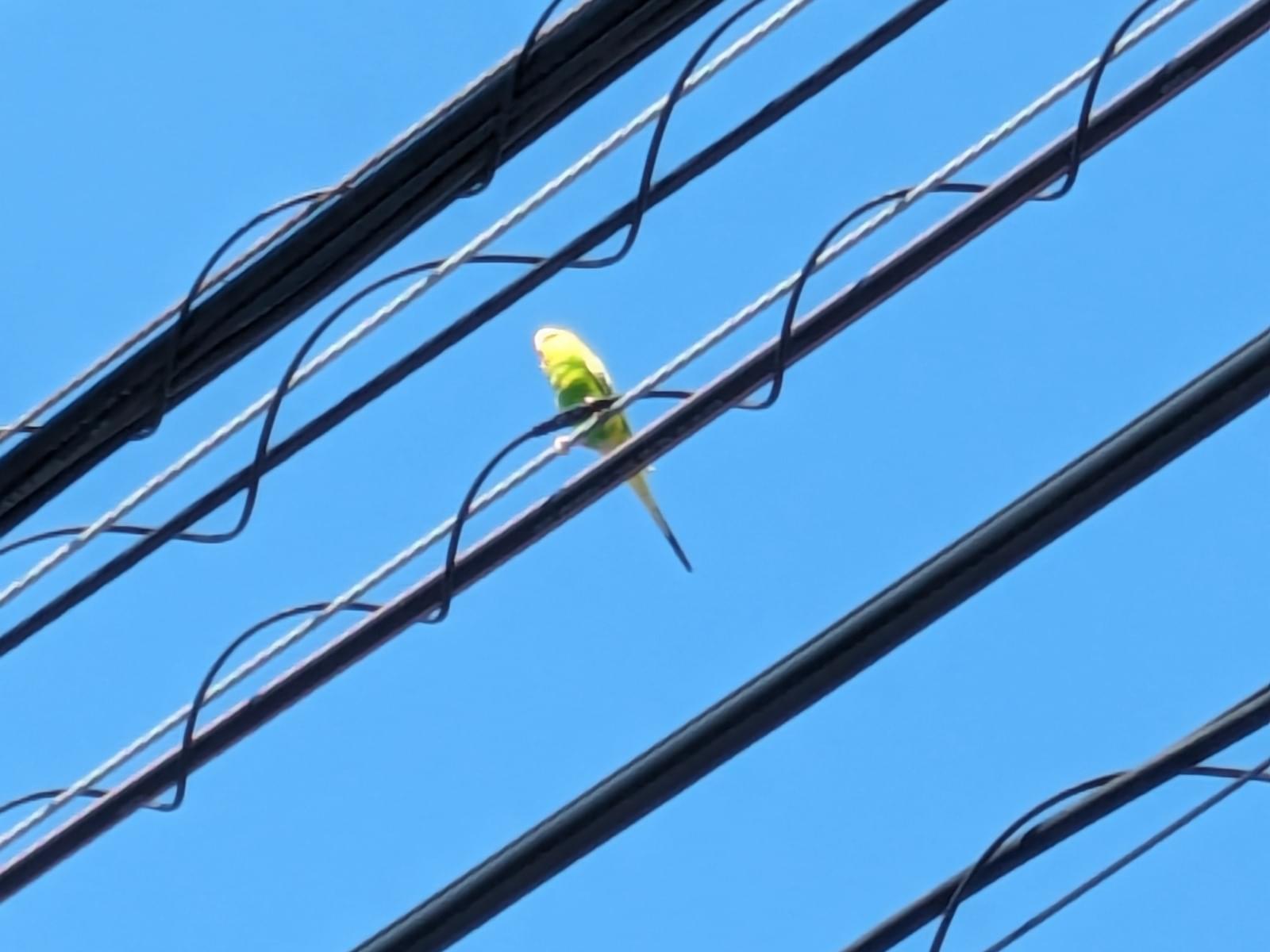 目撃された鳥 目撃された鳥