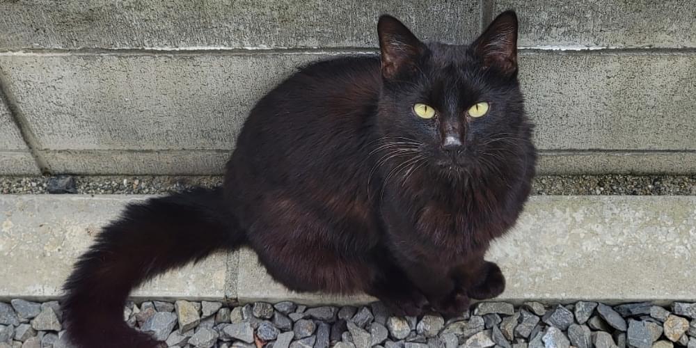 黒猫 小柄で尻尾フサフサ