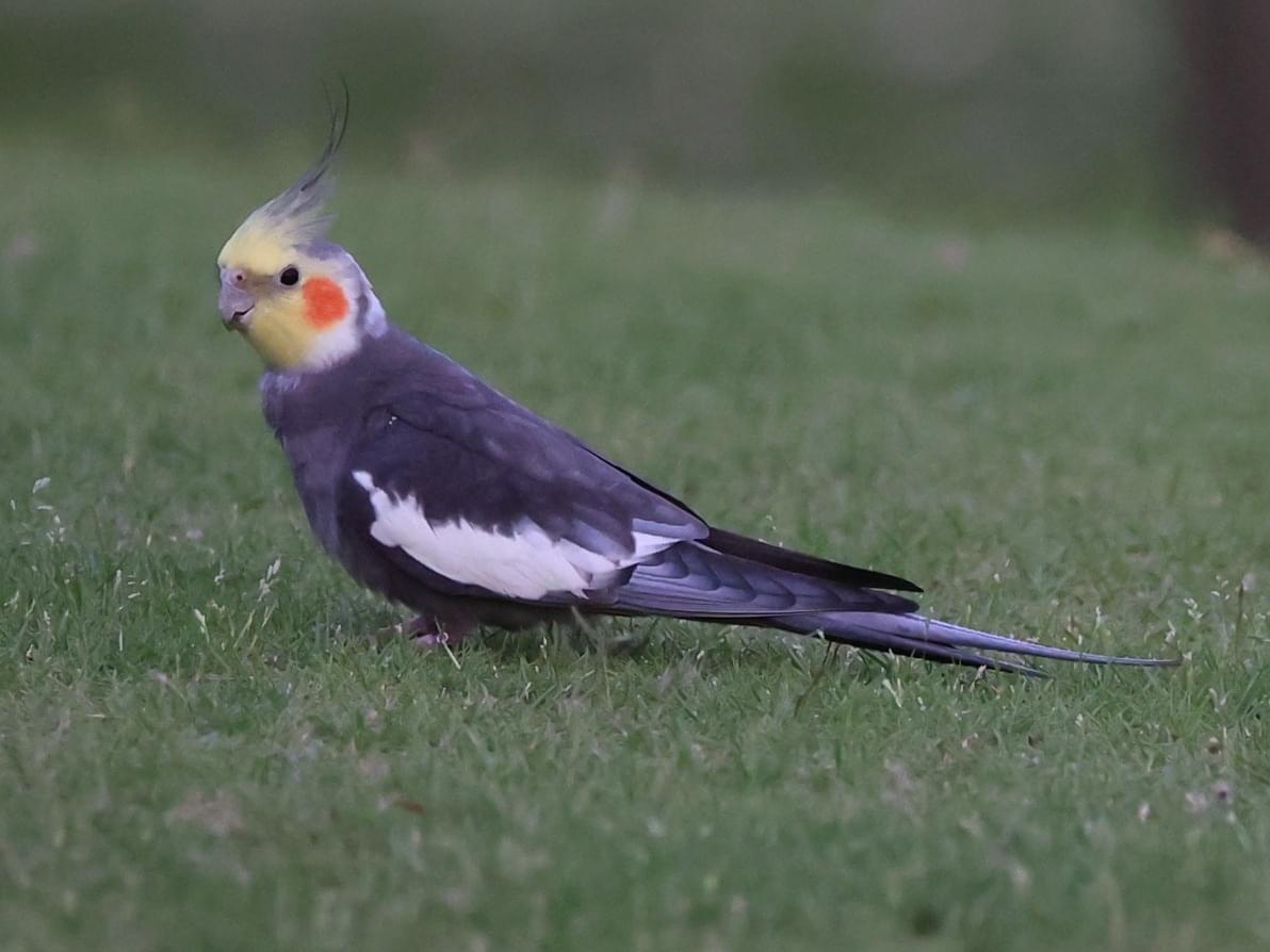 目撃された鳥 目撃された鳥