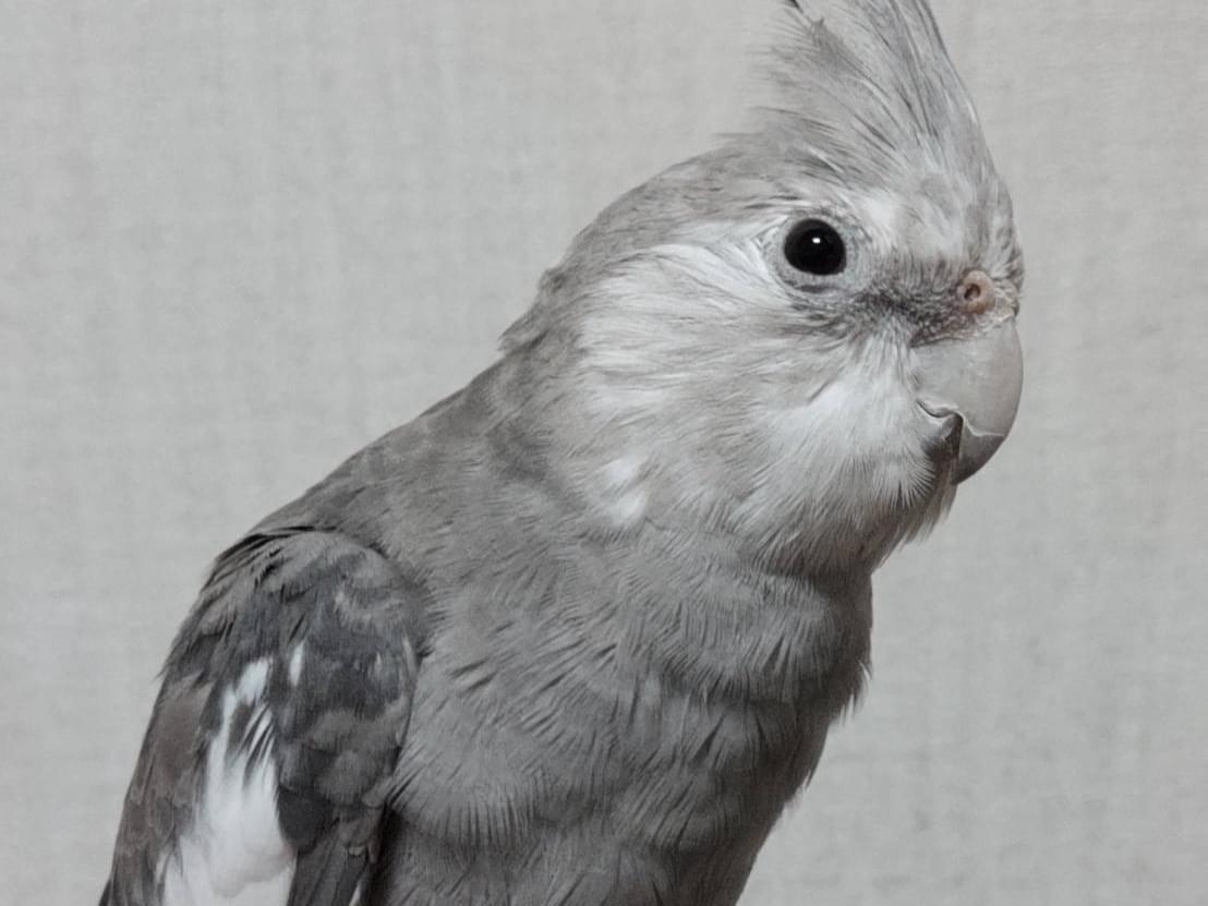 ぽぽちゃん ぽぽちゃん