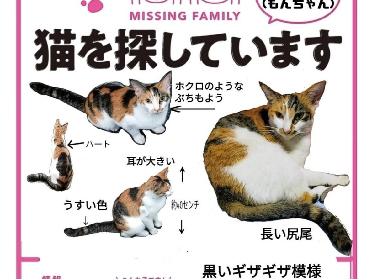 モンローちゃん モンローちゃん