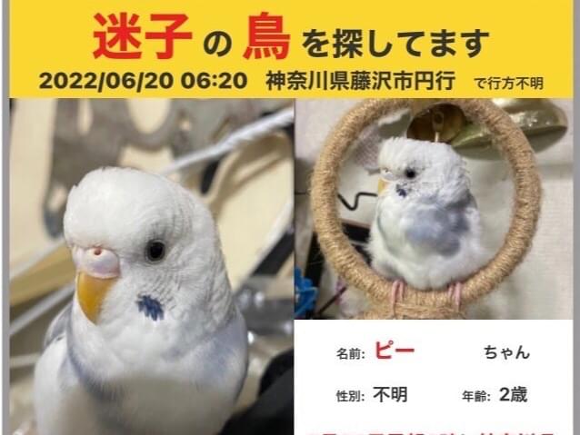 ピーちゃん ピーちゃん