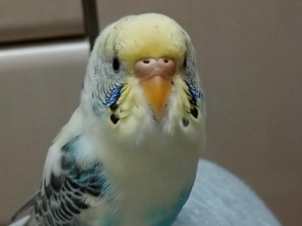 ぺぇーちゃん ぺぇーちゃん