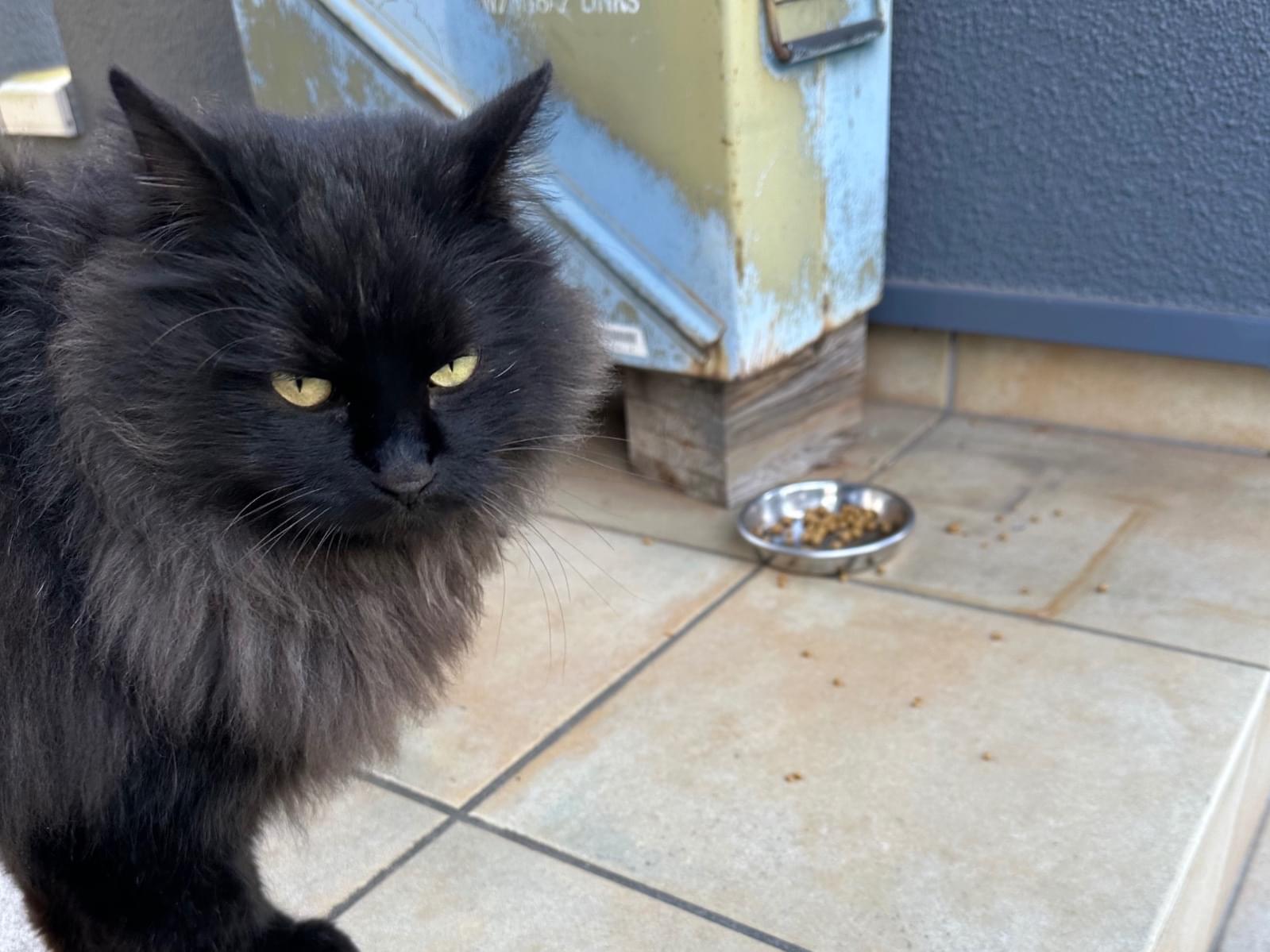 目撃された猫 目撃された猫
