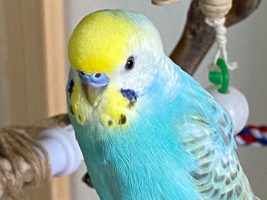 ぺこちゃん ぺこちゃん