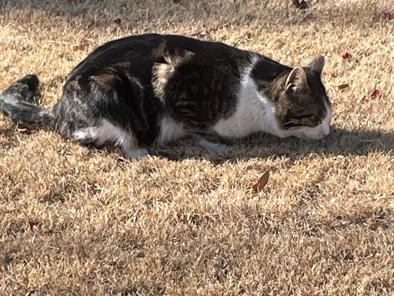 目撃された猫 目撃された猫