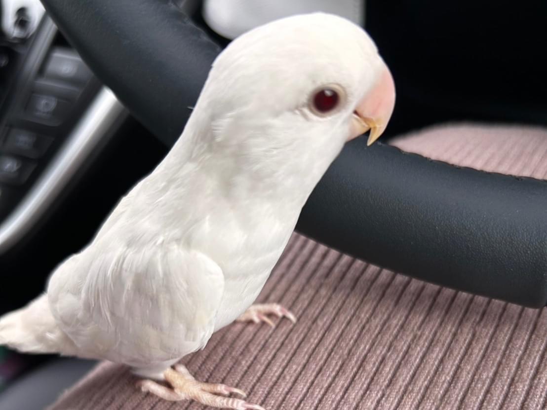 保護された鳥 保護された鳥