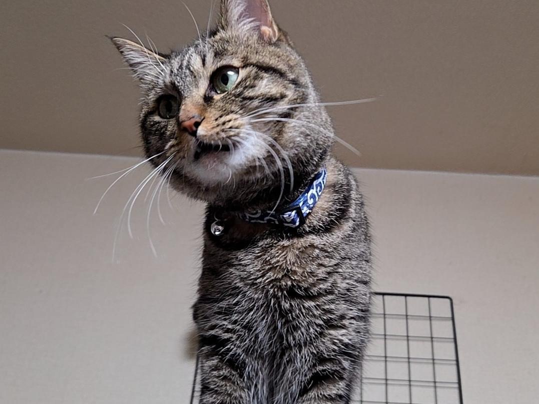 チャチャちゃん チャチャちゃん