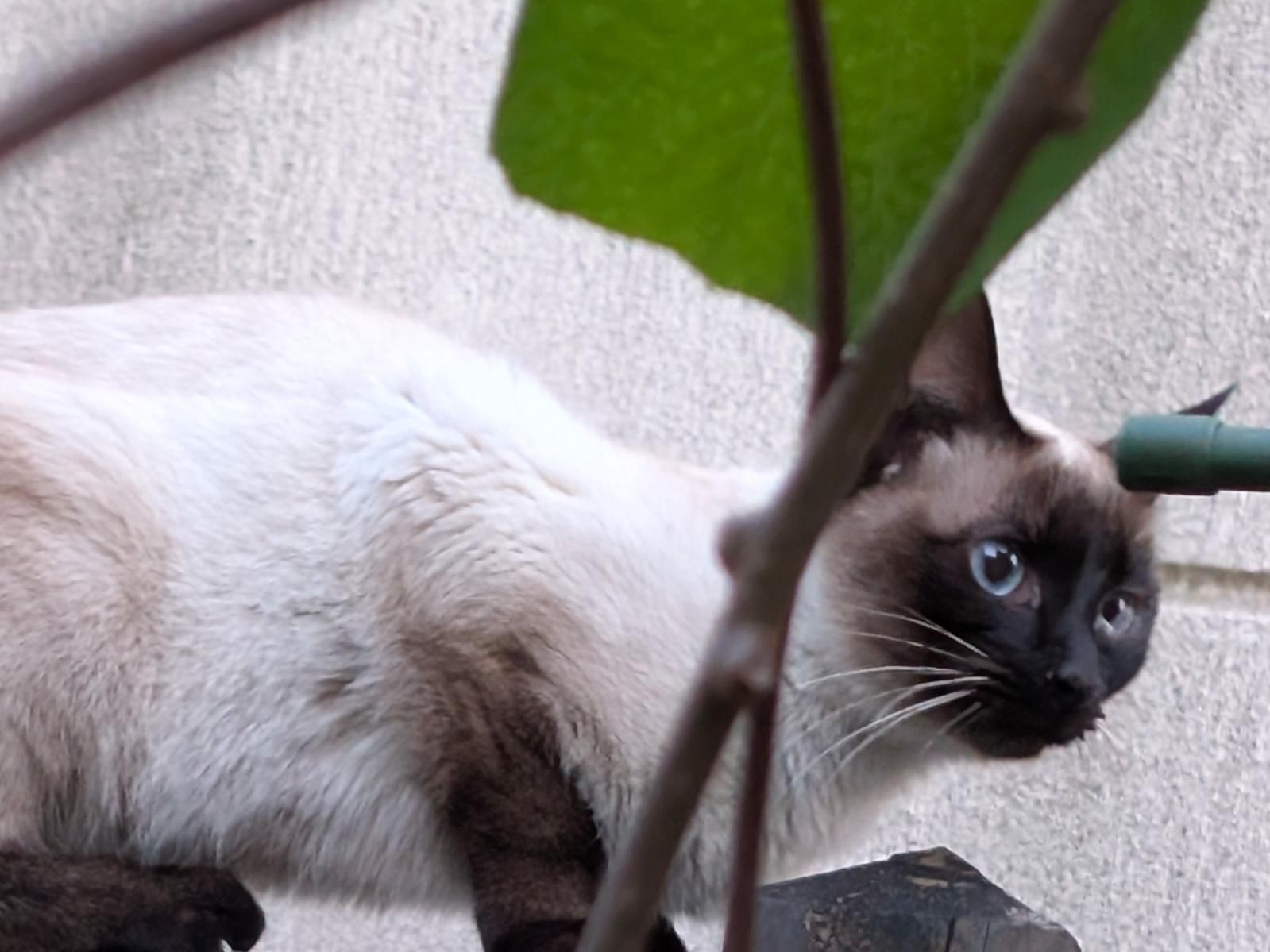 目撃された猫 目撃された猫