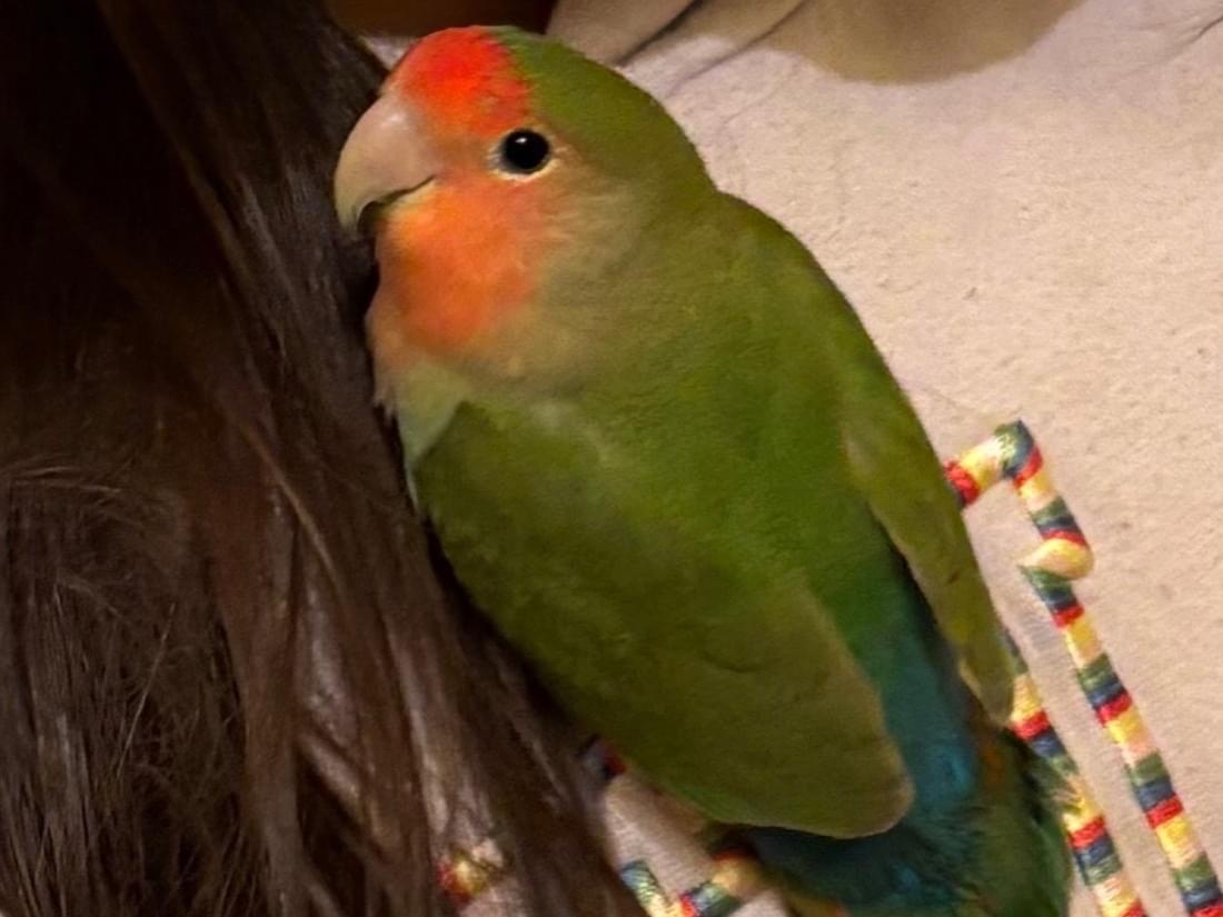 ぺぺちゃん