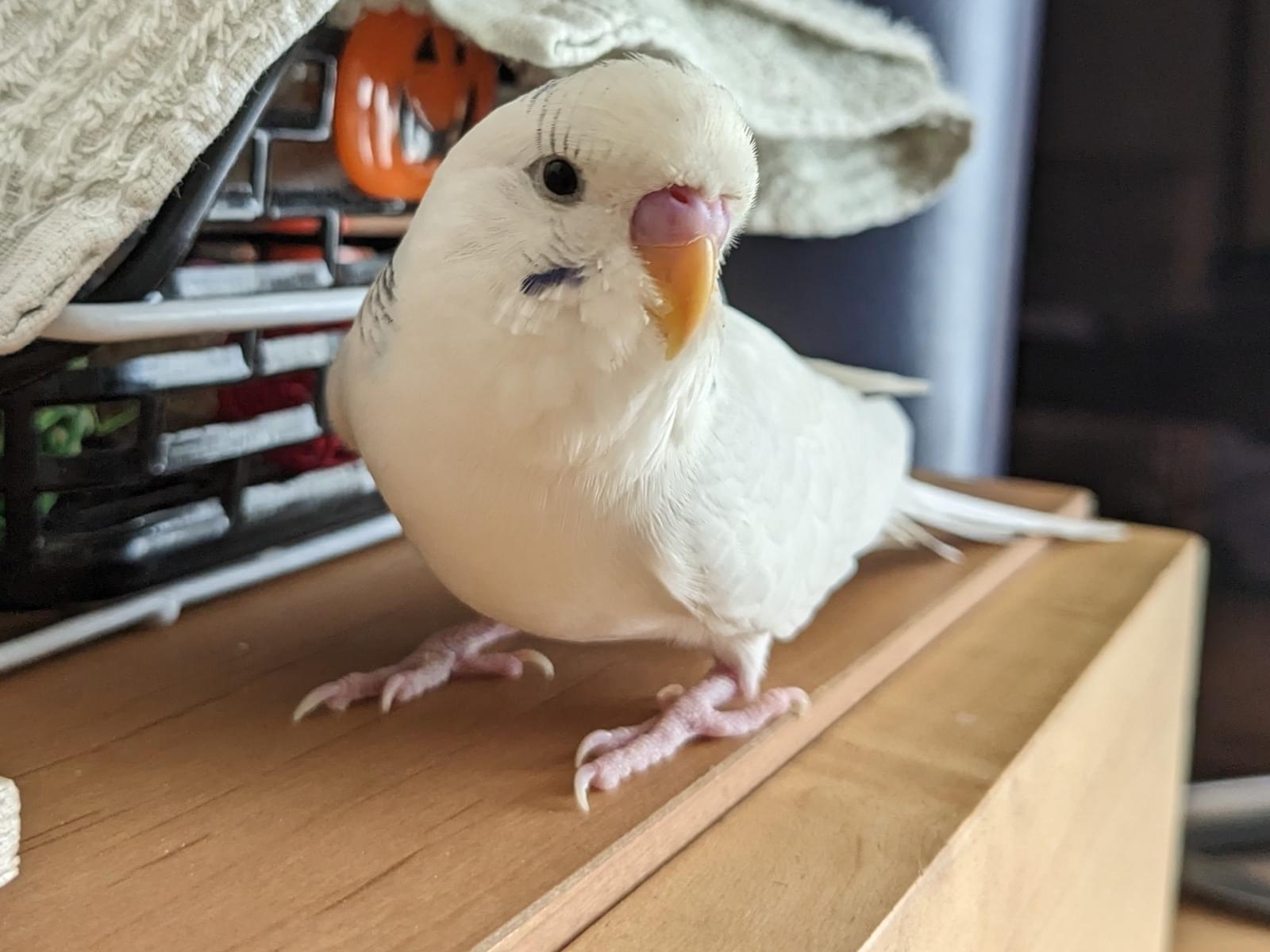 ぴーちゃん ぴーちゃん