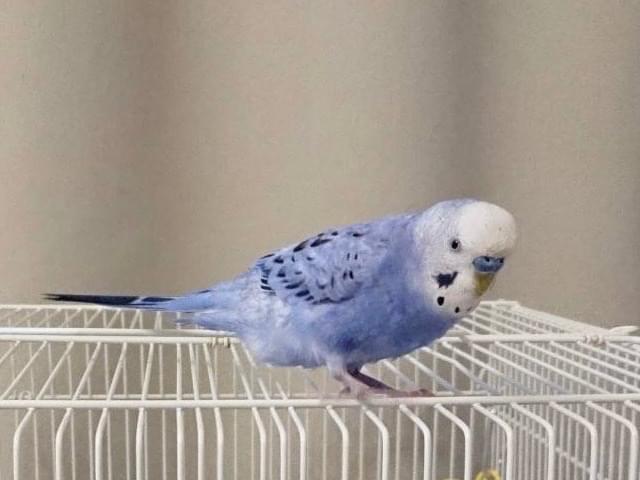 ぴーちゃん ぴーちゃん