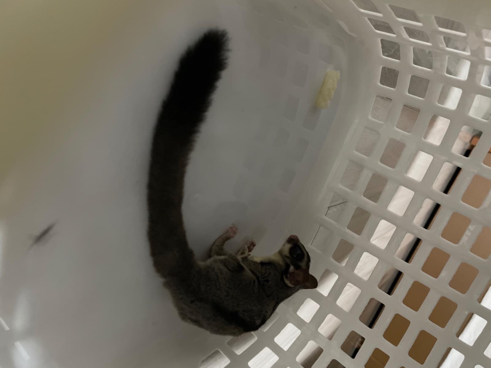 保護されたペット 保護されたペット