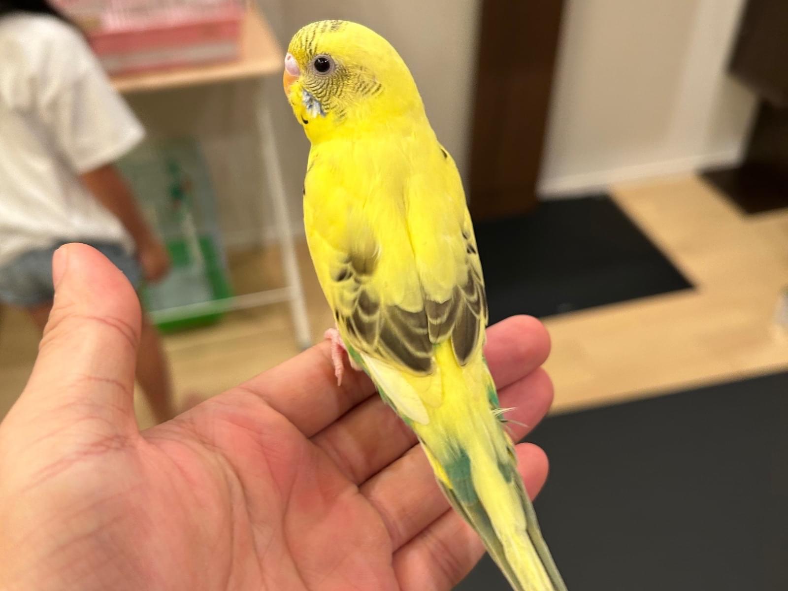 きーちゃん