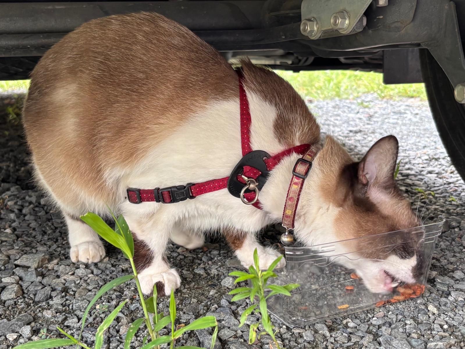 目撃された猫 目撃された猫