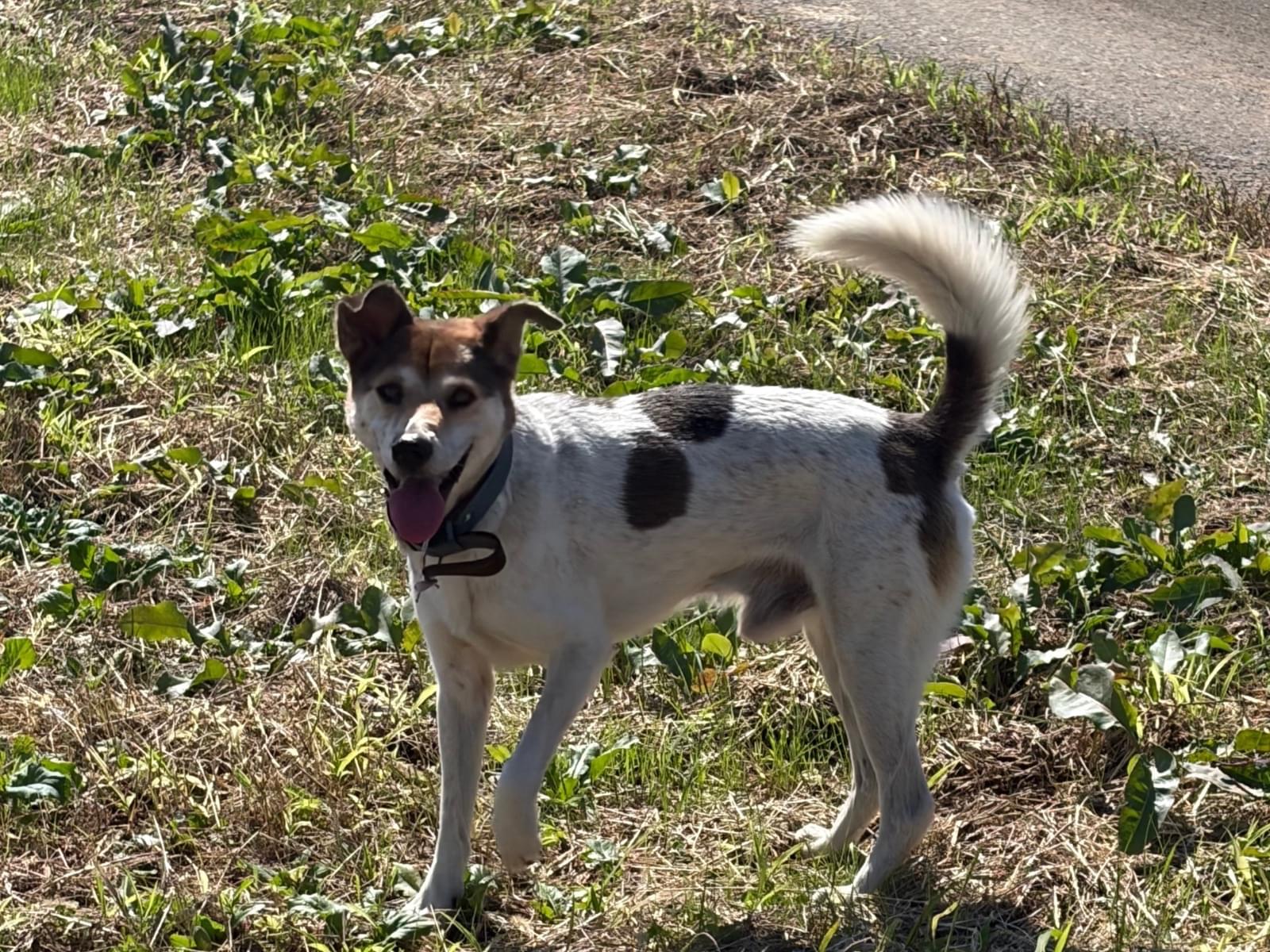 目撃された犬