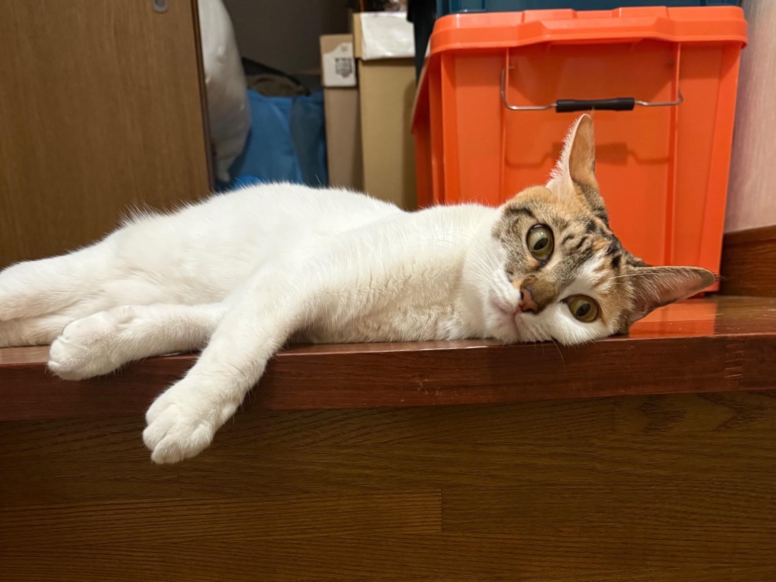 いちごちゃん いちごちゃん