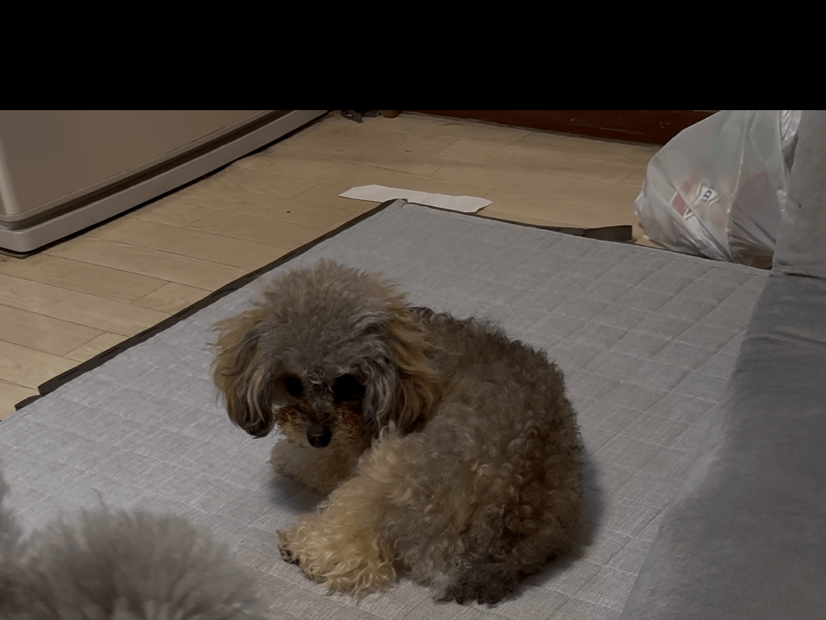 ぶぶちゃん ぶぶちゃん