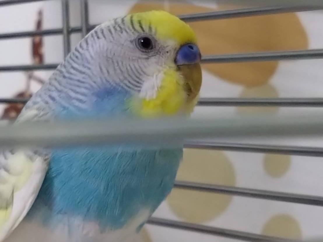 保護された鳥 保護された鳥